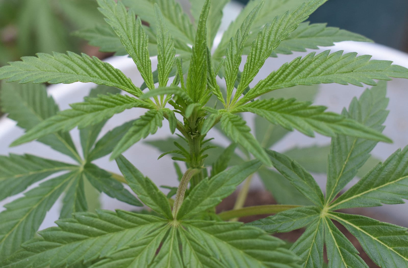 What Is The Ideal Humidity for Growing Cannabis in 2025?