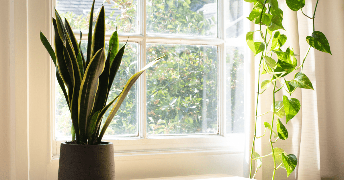 Do Snake Plants Like Humidity? 2024 Insights