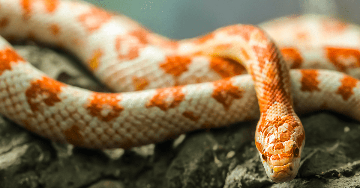 Ideal Humidity for Corn Snake 2024 Guide
